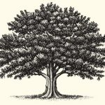 tree illustration