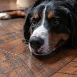 White Oak, Skip Planed, Black Bleed, Molasses Stain - dog
